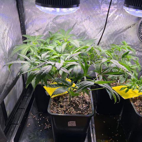 C99  #1 growlog timeline photo