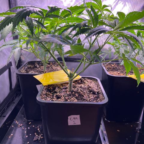 C99  #1 growlog timeline photo
