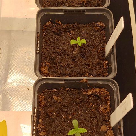 OG Kush growlog timeline photo