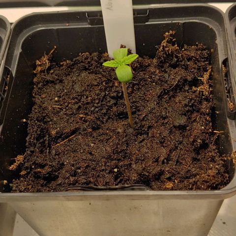 Northern Lights growlog timeline photo