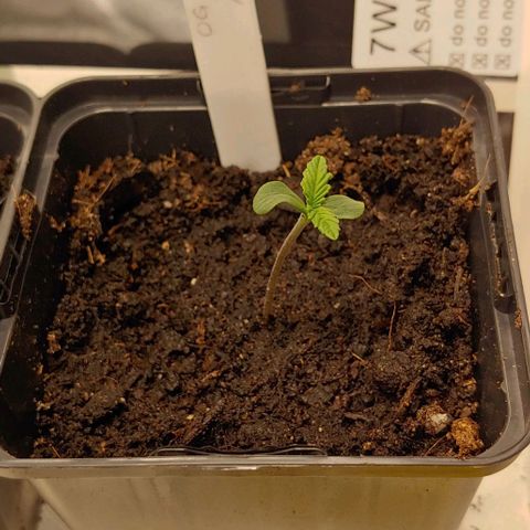OG Kush growlog timeline photo