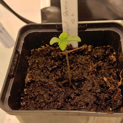 Special Queen #1 growlog timeline photo