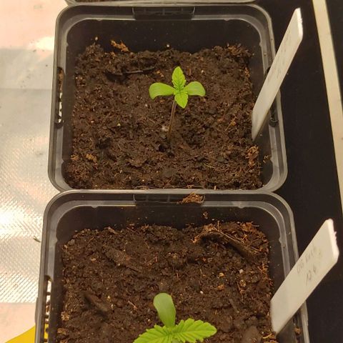 OG Kush growlog timeline photo