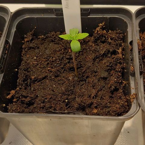Northern Lights growlog timeline photo