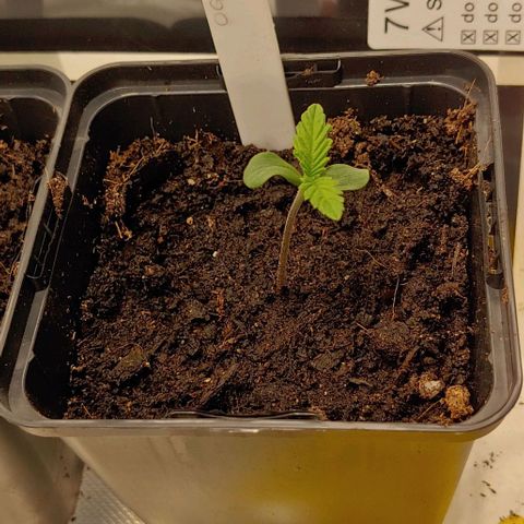 OG Kush growlog timeline photo
