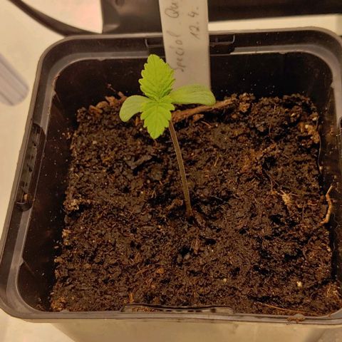 Special Queen #1 growlog timeline photo