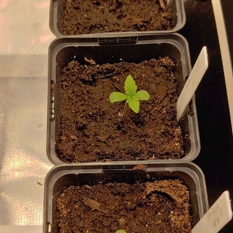 OG Kush growlog timeline photo
