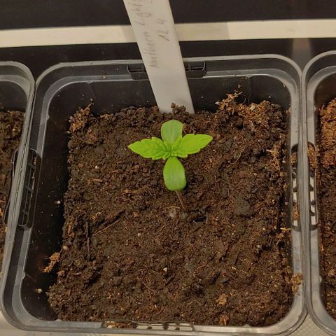 Northern Lights growlog timeline photo