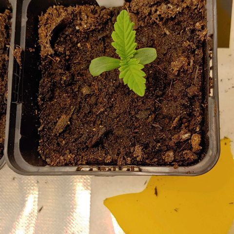 OG Kush growlog timeline photo