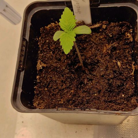 Special Queen #1 growlog timeline photo