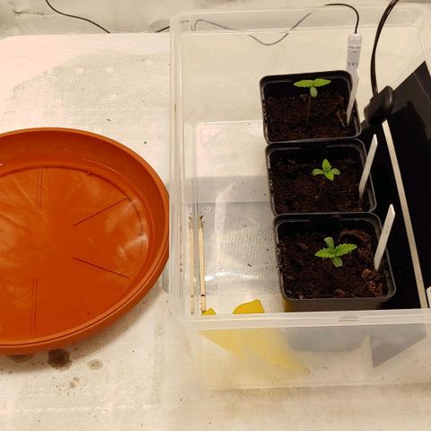 OG Kush growlog photo: Pflanzen in Kiste ohne Deckel neben Heizmatte und Untersetzer mit Wasser für Luftfeuchtigkeit