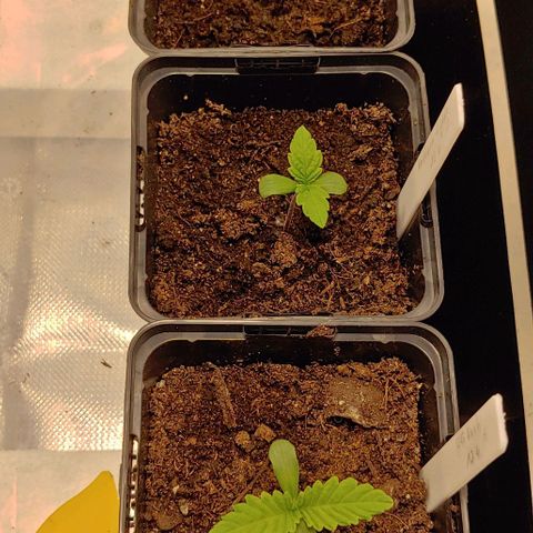 OG Kush growlog timeline photo