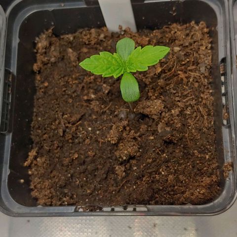 Northern Lights growlog timeline photo