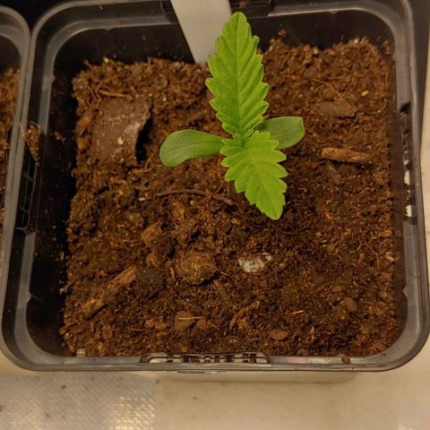 OG Kush growlog timeline photo