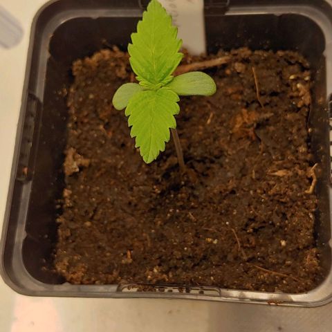 Special Queen #1 growlog timeline photo
