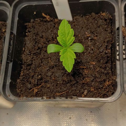 Northern Lights growlog timeline photo