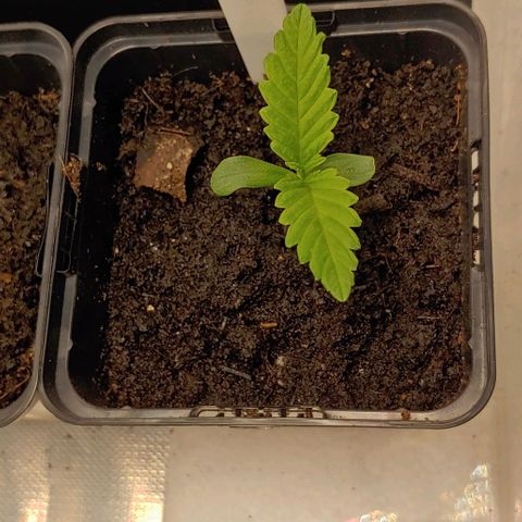 OG Kush growlog timeline photo