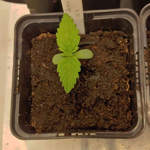 Special Queen #1 growlog timeline photo