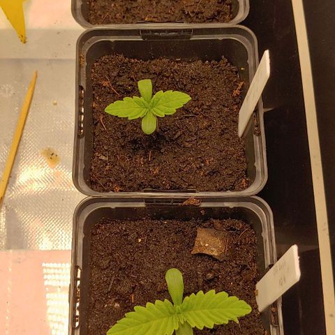 OG Kush growlog timeline photo