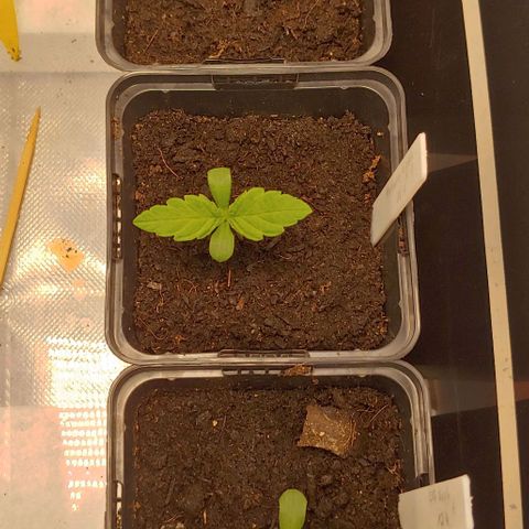 OG Kush growlog timeline photo