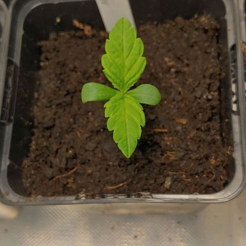 Northern Lights growlog timeline photo