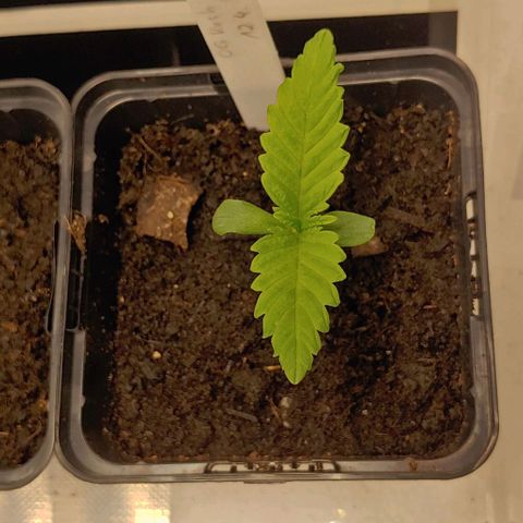 OG Kush growlog timeline photo