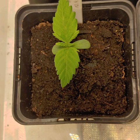 Special Queen #1 growlog timeline photo