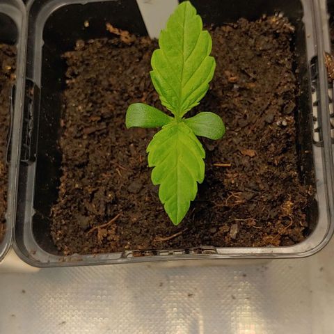 Northern Lights growlog timeline photo