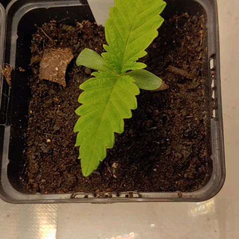 OG Kush growlog timeline photo
