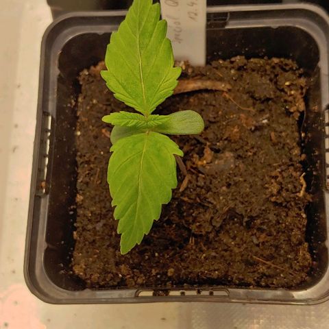 Special Queen #1 growlog timeline photo