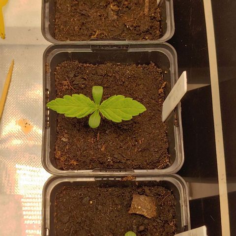 OG Kush growlog timeline photo