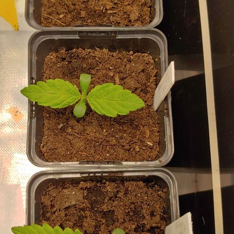 OG Kush growlog timeline photo