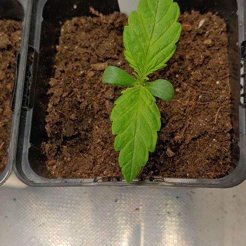 Northern Lights growlog timeline photo