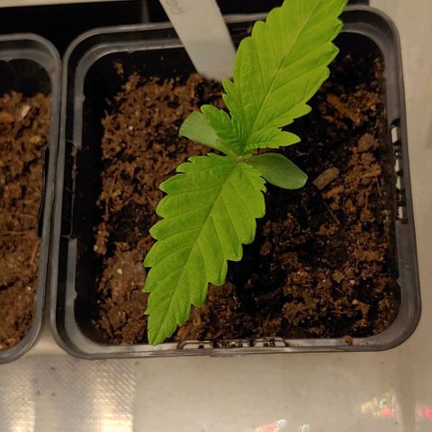 OG Kush growlog timeline photo
