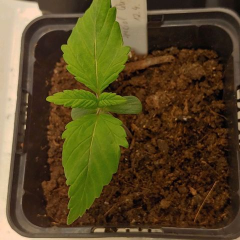 Special Queen #1 growlog timeline photo