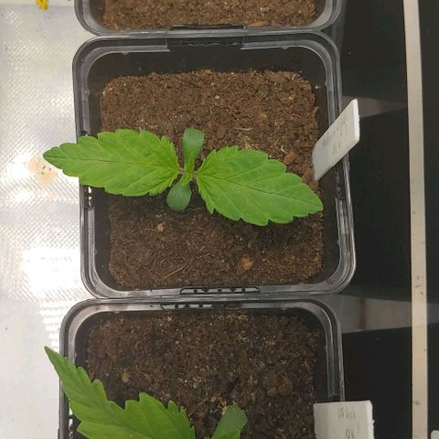 OG Kush growlog timeline photo