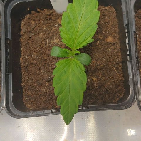Northern Lights growlog timeline photo