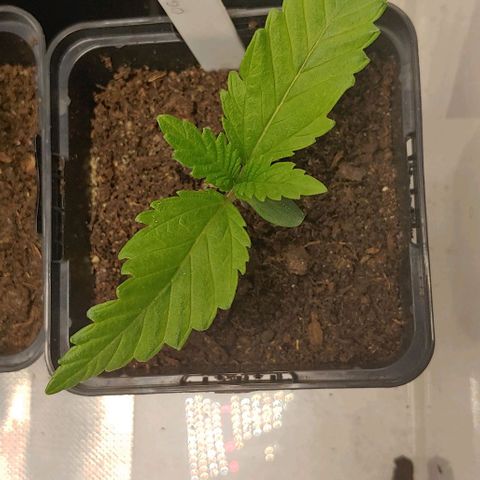 OG Kush growlog timeline photo