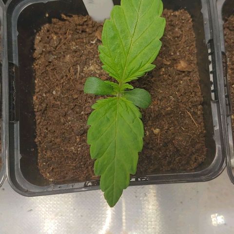 Northern Lights growlog timeline photo