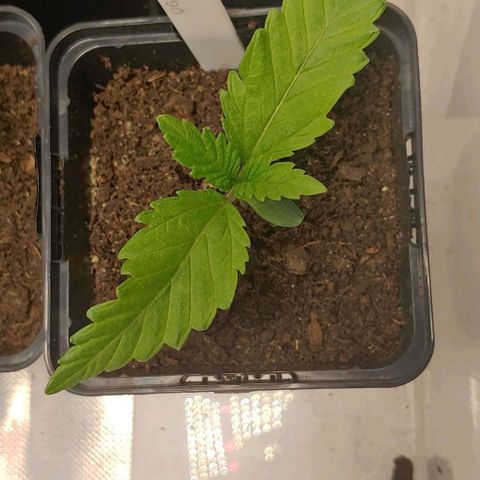 OG Kush growlog timeline photo