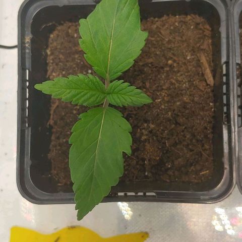 Special Queen #1 growlog timeline photo