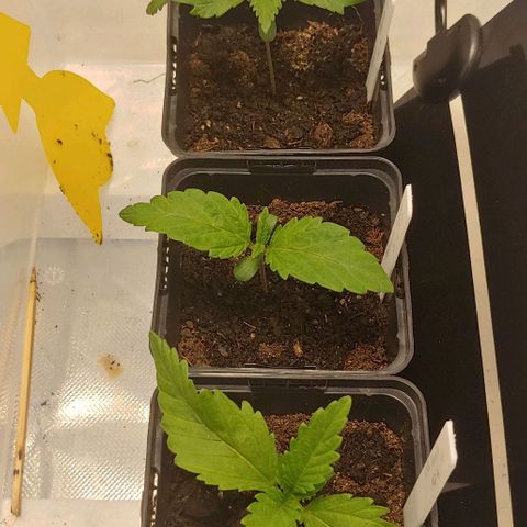 OG Kush growlog timeline photo