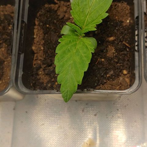 Northern Lights growlog timeline photo