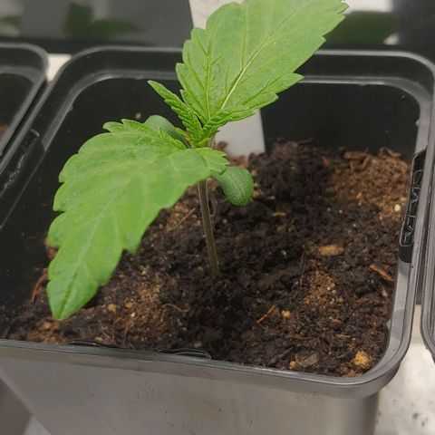 Northern Lights growlog timeline photo
