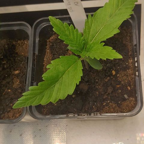 OG Kush growlog timeline photo
