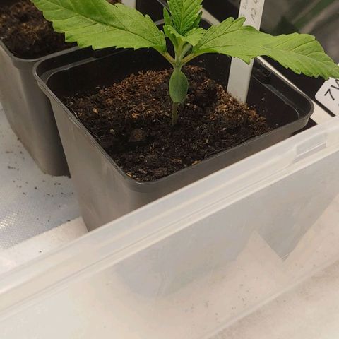 OG Kush growlog timeline photo