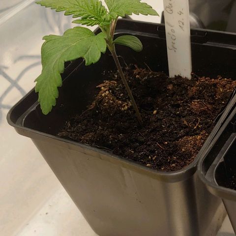 Special Queen #1 growlog timeline photo