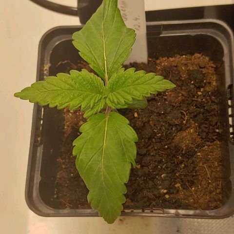 Special Queen #1 growlog timeline photo