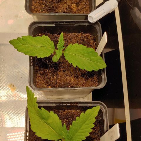 OG Kush growlog timeline photo
