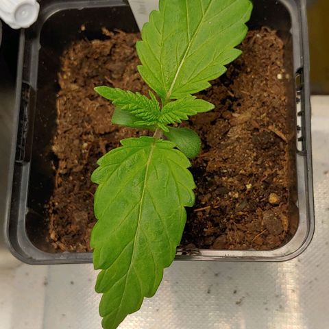 Northern Lights growlog timeline photo